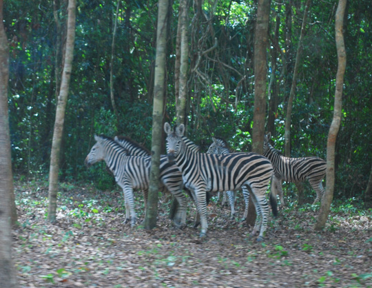 Vinpearl Safari Phú Quốc