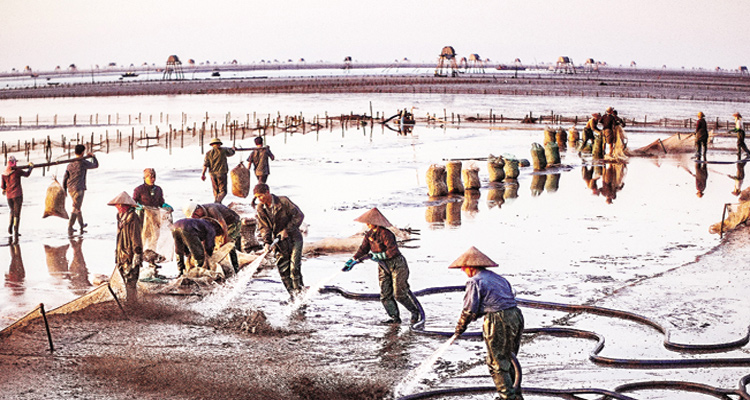 du lịch biển Cồn Vành Thái Bình