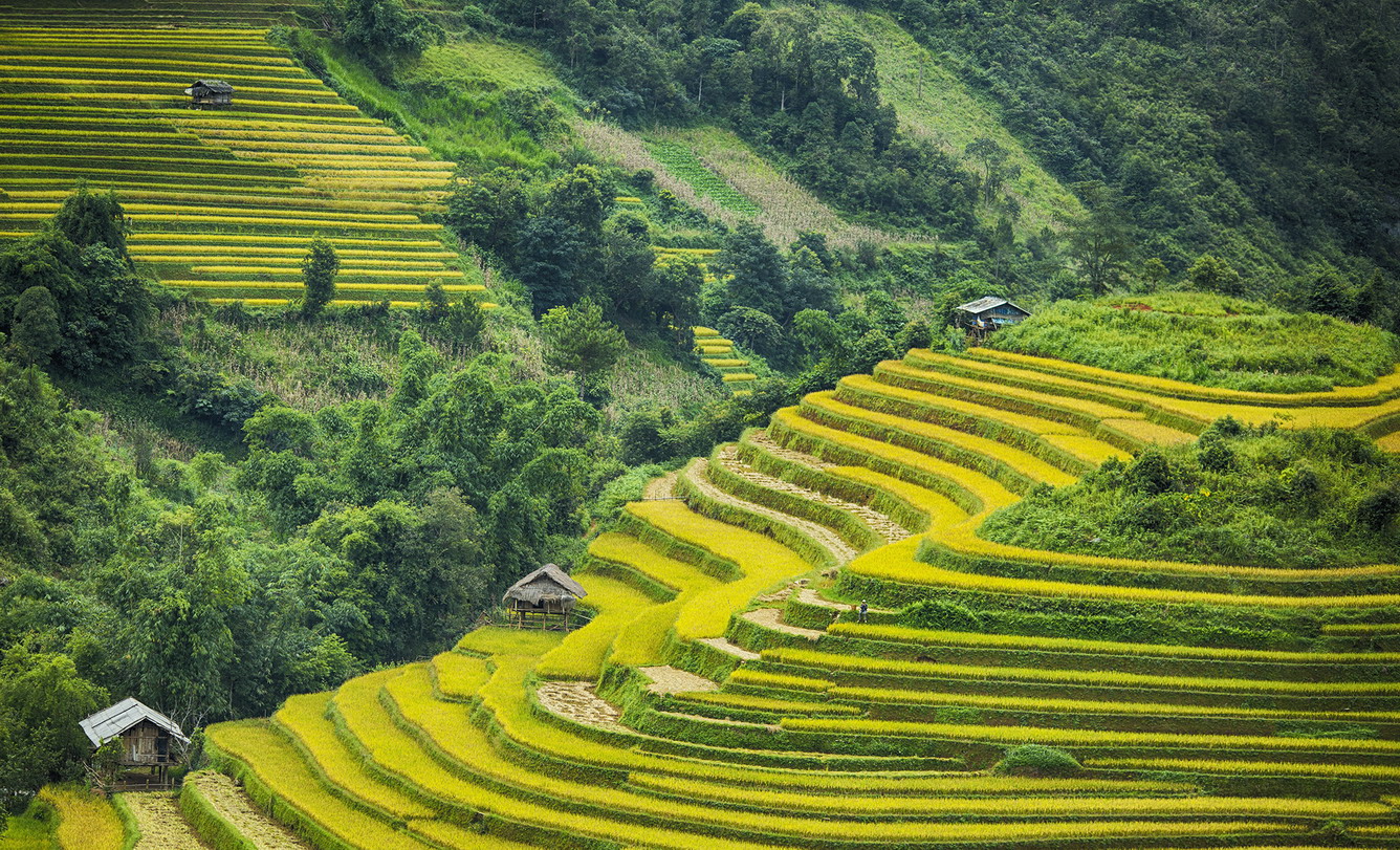 Ruộng bậc thang Hoàng Su Phì