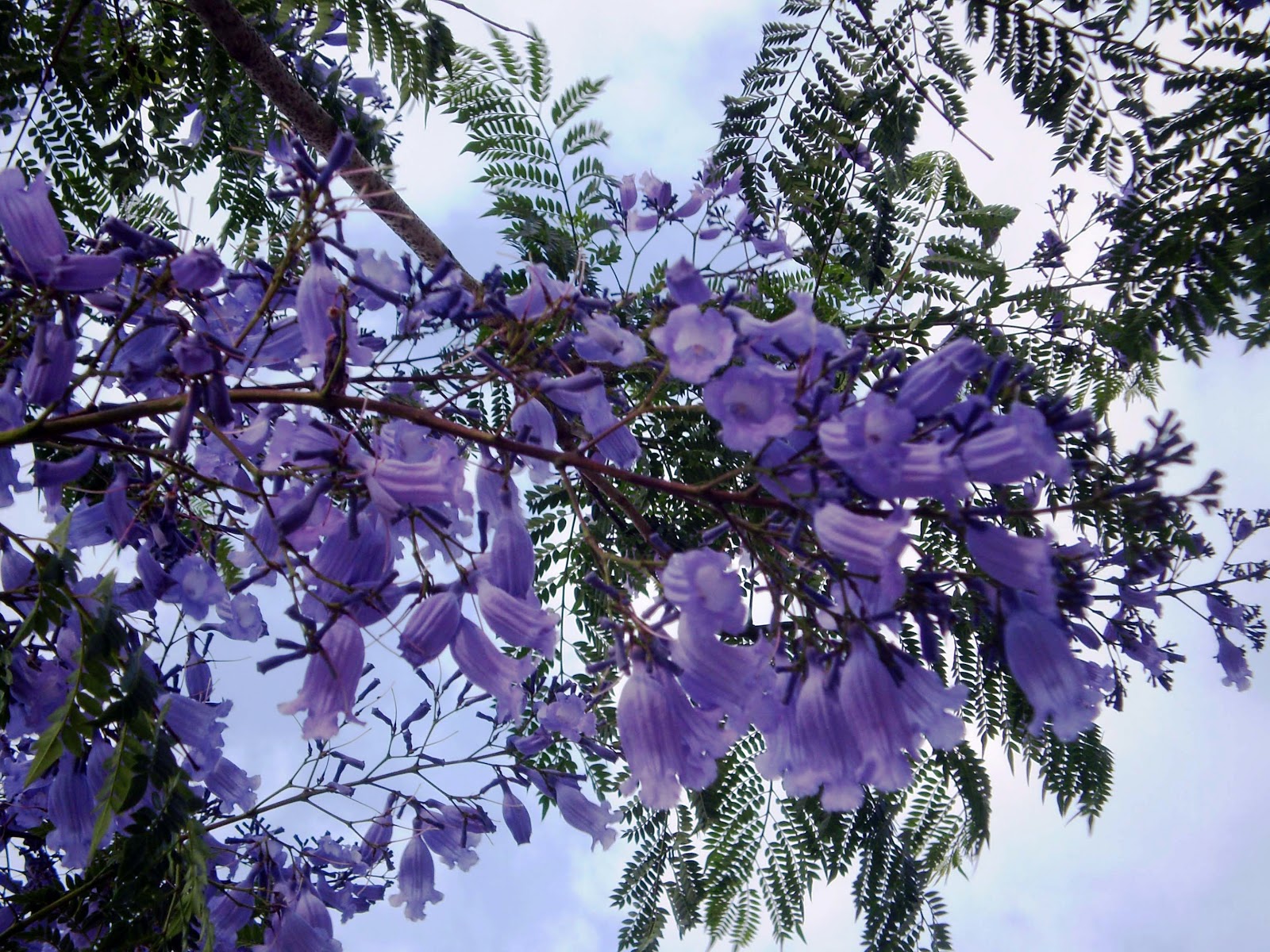 Phượng Tím Đà Lạt