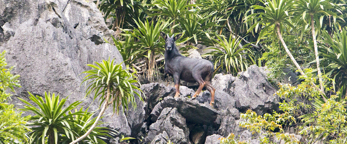 Vườn quốc gia Cát Bà