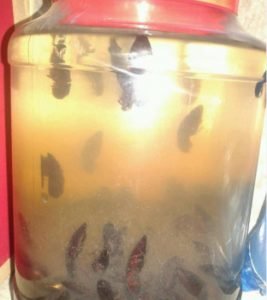 Cách sử dụng con bổ củi làm thuốc