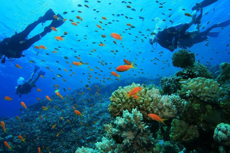 lặn ngắm san hô