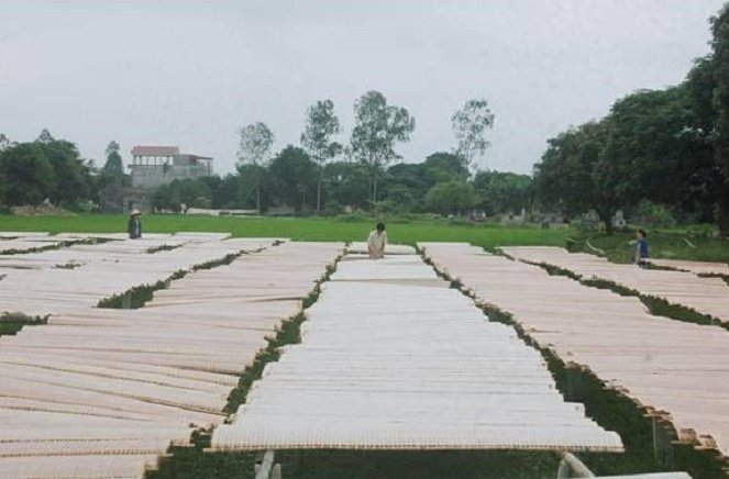 Bánh đa nem làng Chều - Đặc sản thơm ngon nức tiếng