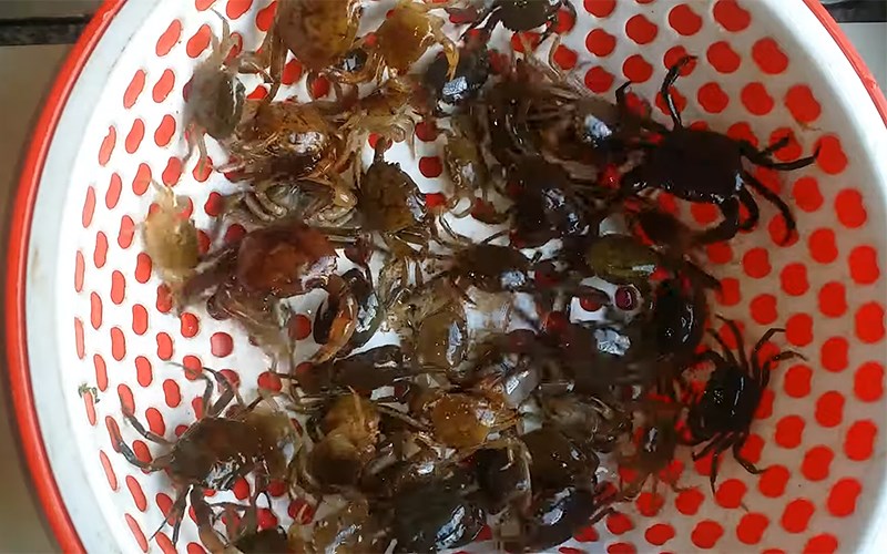 Cách làm nước cốt cua đồng