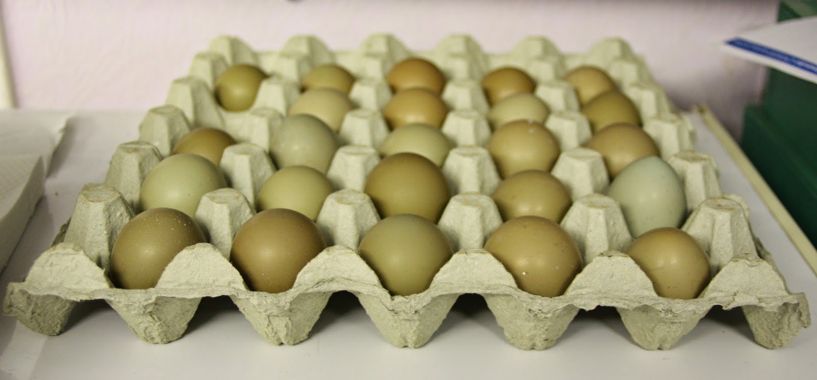 Mua trứng chim trĩ mua ở đâu?