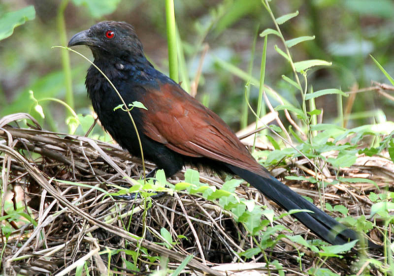 Tìm hiểu về chim bìm bịp