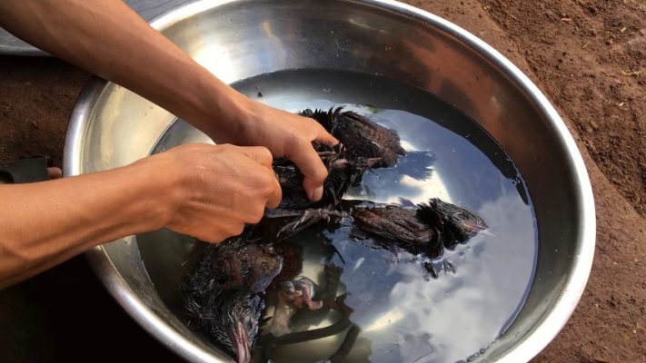 Ngâm bìm bịp và thuốc bắc