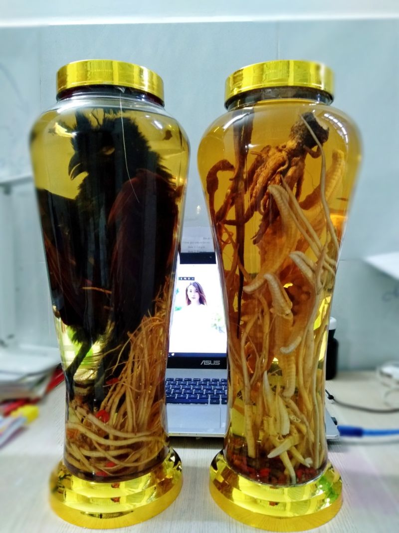 Cách ngâm rượu bìm bịp