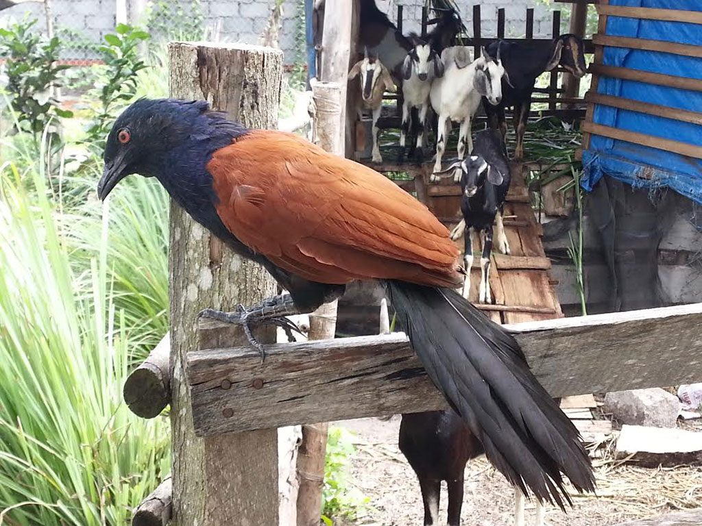 Lợi ích khi dùng bìm bịp