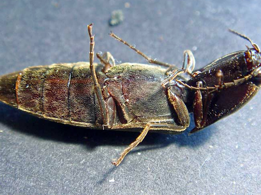 Giới thiệu về con bổ củi