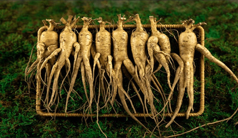 Sâm Đương Quy là sâm gì, có quý không?