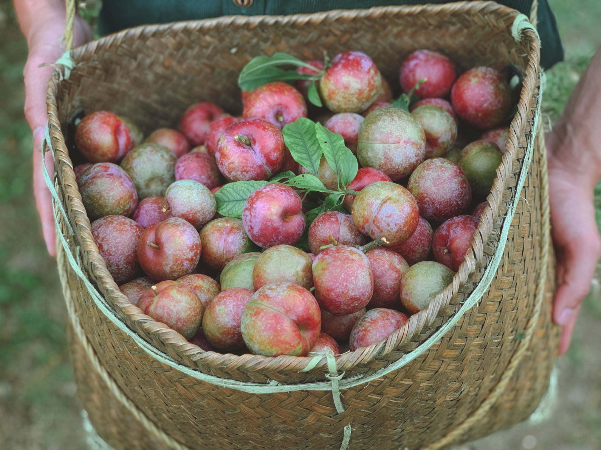 Trải nghiệm hái quả chín trên cây