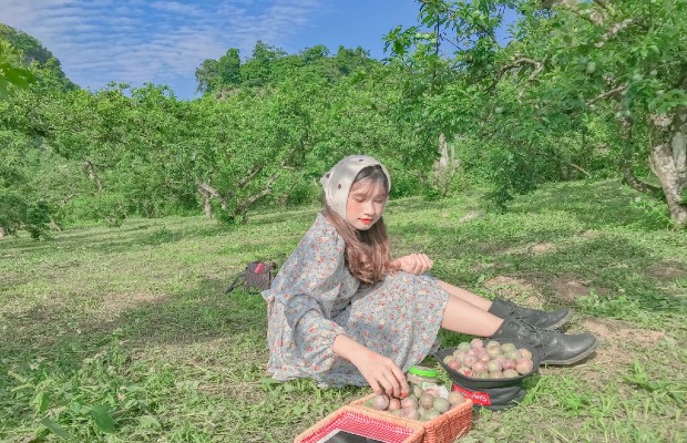 Trải nghiệm hái quả chín trên cây