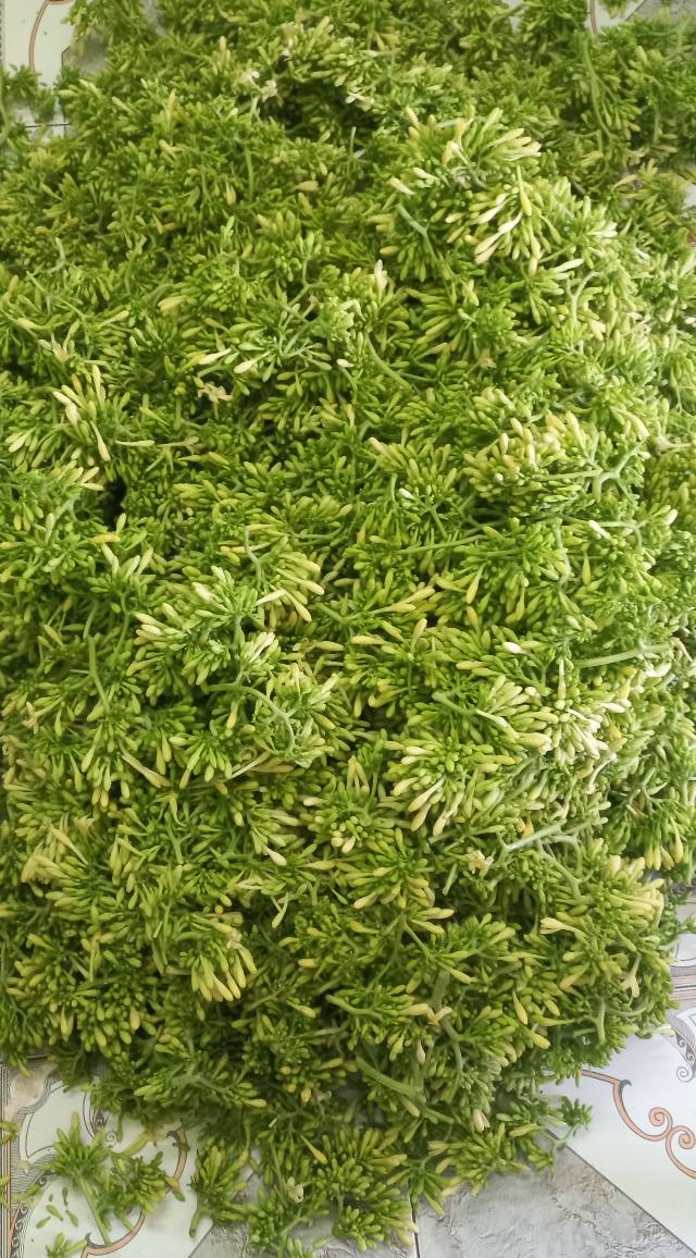 Mua hoa đu đủ đực ở đâu?