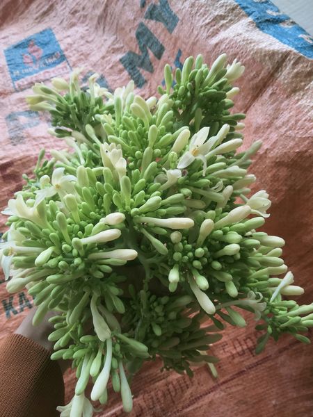 Khám phá lợi ích của hoa đu đủ đực với sức khỏe