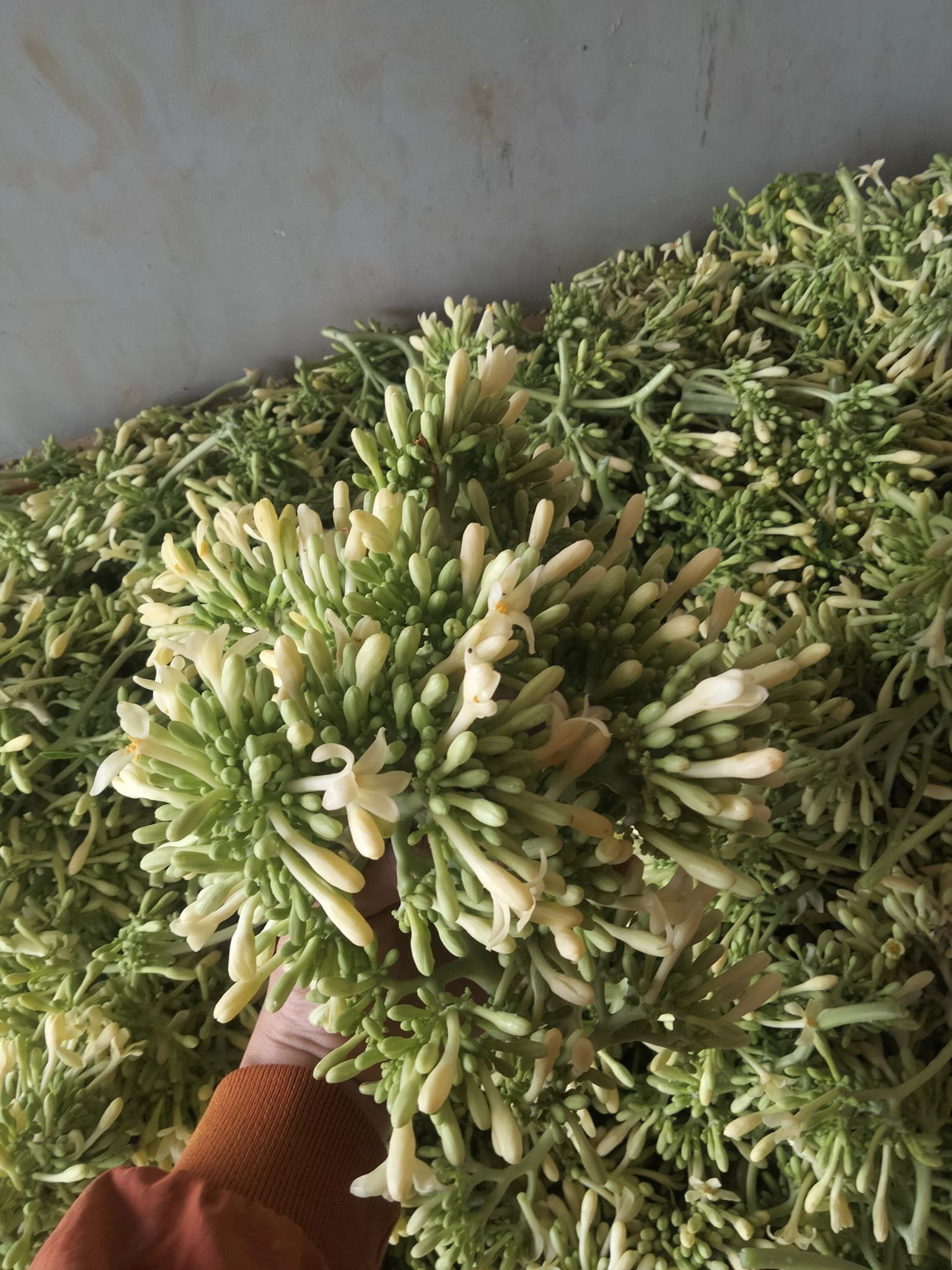 Giới thiệu về hoa đu đủ đực