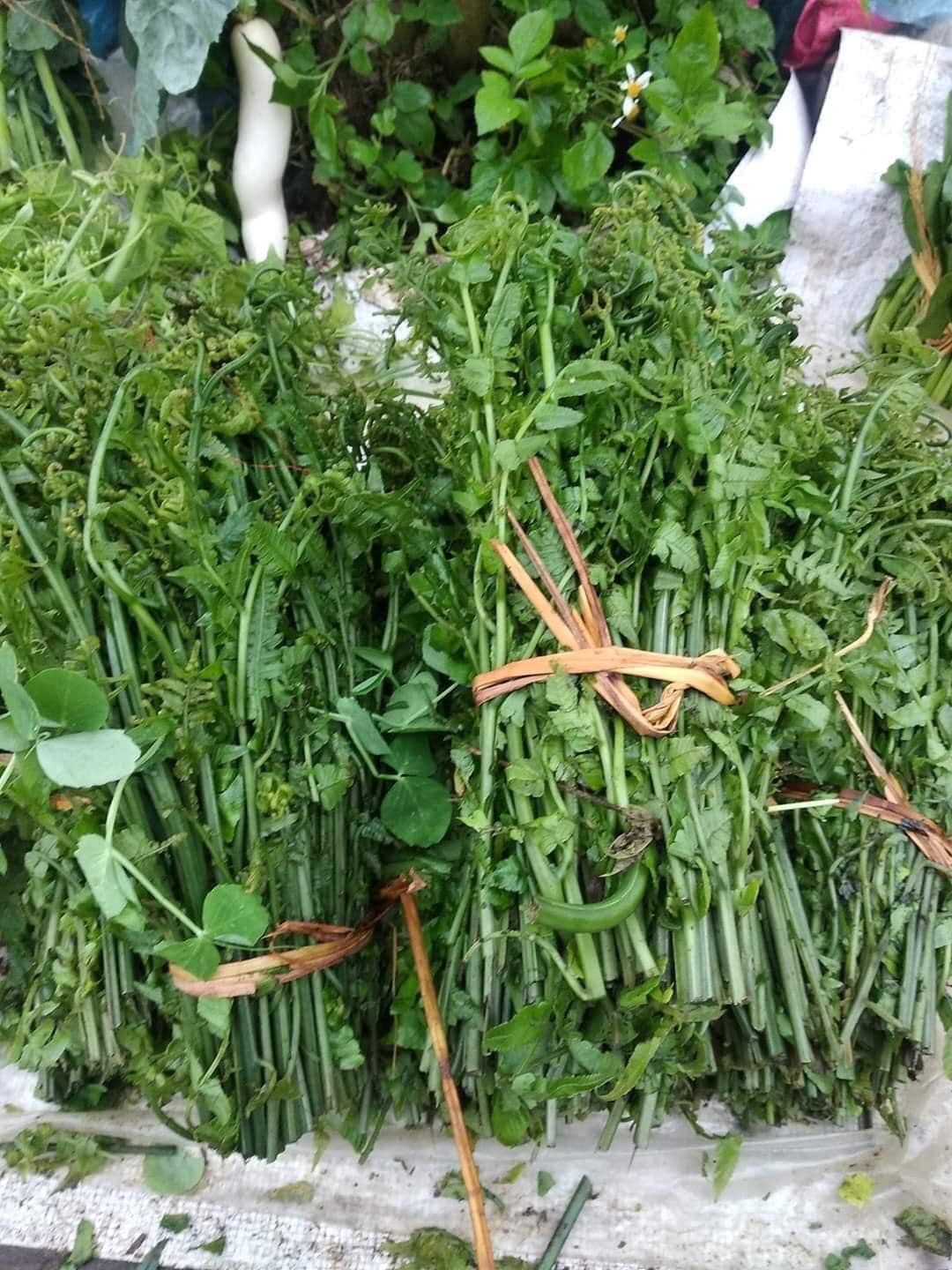 Giới thiệu về rau dớn rừng Giới thiệu về rau dớn rừng