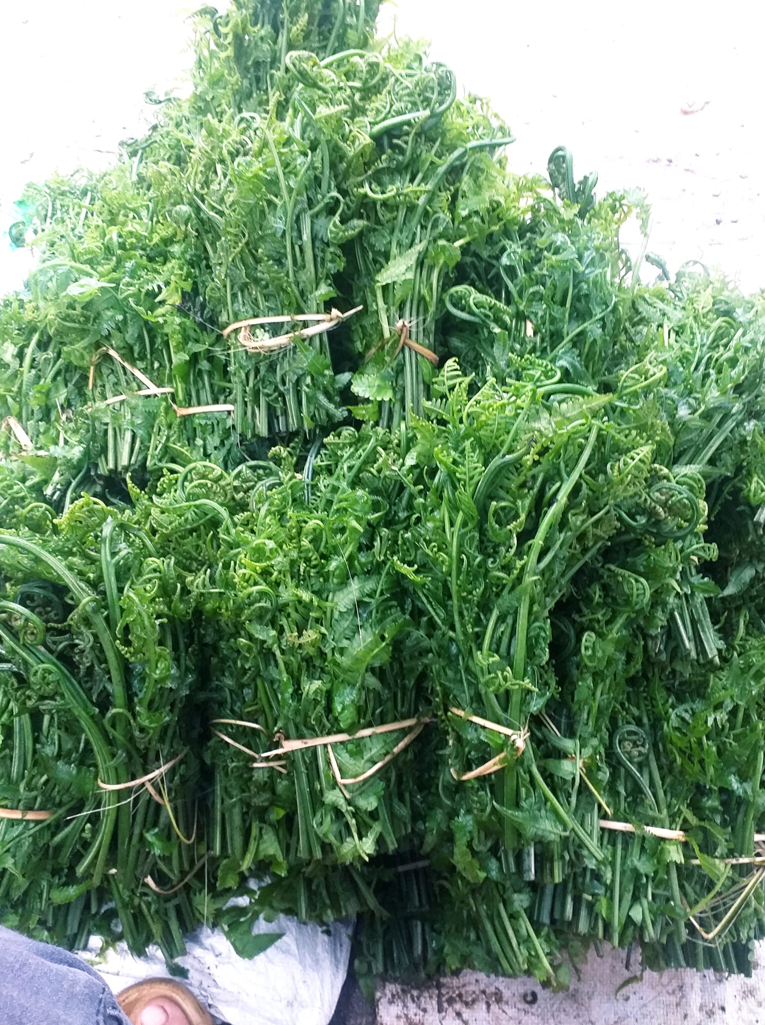 Ăn rau dớn rừng có tác dụng gì? Ăn rau dớn rừng có tác dụng gì?