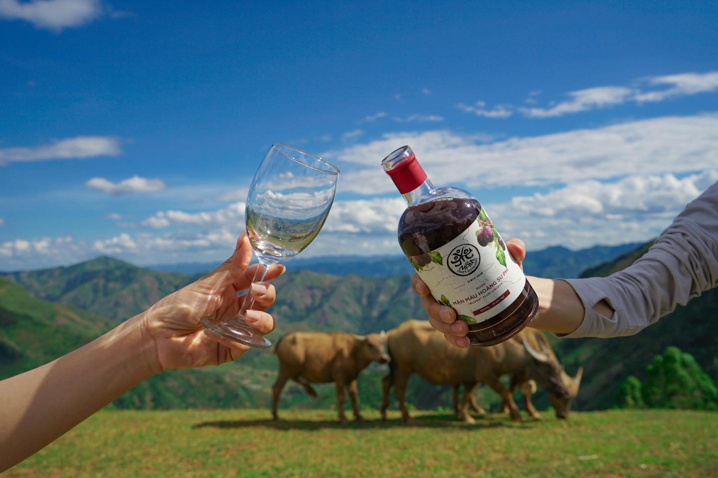 Rượu Mầm - mận huyết giá bao nhiêu? Mua ở đâu?