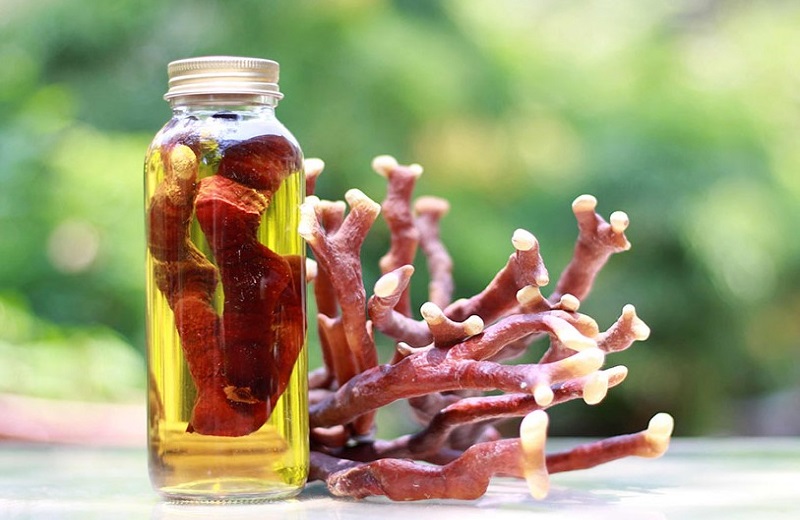 Lưu ý khi dùng rượu ngâm nhung hươu Hà Tĩnh