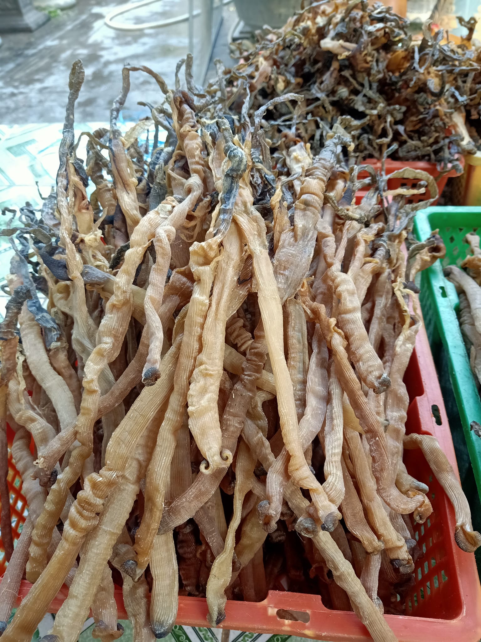 Lợi ích tuyệt vời của sá sùng