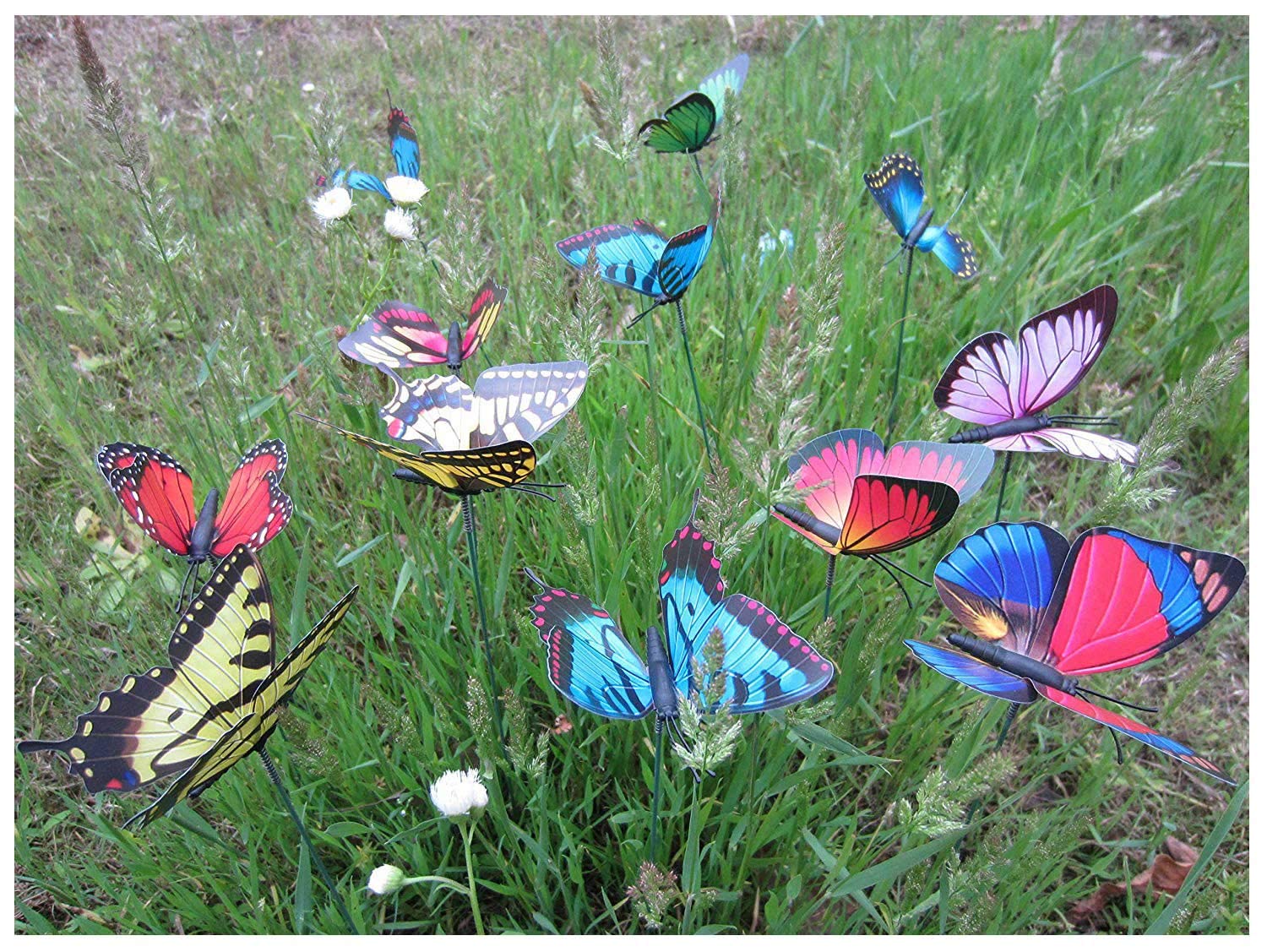 Butterfly Garden